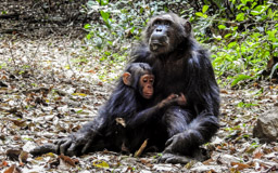 Schimpansin  GREMLIN  mit Kind