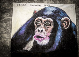 Der Name Schimpanse stammt vom angolischen Bantu-Wort „Tshiluba kivili-chimpenze“ ab  und lässt sich mit „Schein-Mensch“ übersetzen