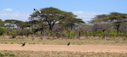 Airstrip mit Hornraben  im Katavi NP   GPS: 6°54'30