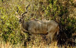 KUDU  Male