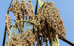 HIRSE - gehört zur Familie der Süßgräser