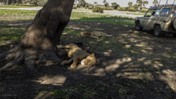 Löwen am  LAKE MANZE